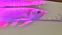 瀚幻金龍魚活魚藍底過背金龍練手龍魚活體高背金龍古典熱帶魚黃化銀龍 24K 純種高背金龍18-20cm包發(fā)金 曬單實拍圖