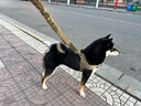 DidogPet狗狗牽引繩背心式胸背帶中大型犬狗脖套金毛德牧馬犬拉布拉多頸圈 洋氣棕牽引套裝 S：建議18-26斤 曬單實(shí)拍圖