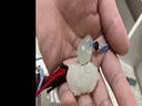 涵怡和田玉羊脂玉白玉兔吊墜立體生肖鼠虎蛇馬羊雞豬十二生肖萌寵掛件 和田玉羊脂玉款玉兔吊墜 曬單實(shí)拍圖