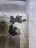 非常寵杜比亞蟑螂繁殖組幼體蜥蜴守宮烏龜龍魚活餌飼料超櫻桃蟋蟀 3-4cm 70只 （下面論斤更劃算） 曬單實拍圖