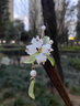 芠拉2025新款玉蘭花木質(zhì)發(fā)簪簡約盤發(fā)頭飾鈴蘭花復(fù)古旗袍配飾流蘇漢服 A2028-1玉蘭花苞發(fā)簪A23-105 曬單實拍圖