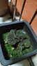 藥用及觀(guān)賞虎耳草苗 金絲荷葉苗金線(xiàn)吊芙蓉姬虎耳草 植物石荷葉花 1顆苔蘚球本地虎耳草/可以水培 曬單實(shí)拍圖