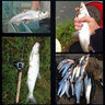 BAISHA FISH BS白條串鉤七星鉤釣組白光金鉤釣籠白條鉤專殺翹嘴路亞仿生串鉤 十五鉤2套【帶餌籠】 曬單實(shí)拍圖