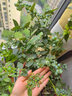 春枝韻藍莓樹(shù)苗盆栽地栽陽(yáng)臺庭院南方北方種植兔眼特大藍莓果苗當年結果 3年苗 曬單實(shí)拍圖