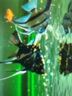 瘋狂水草神仙魚活體七彩燕魚熱帶觀賞魚淡水水族寵物熱帶耐活魚苗小型 【3+1條備損】藍(lán)魔神仙 3cm 曬單實(shí)拍圖