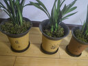 劉閣蘭花 蘭花建蘭四季蘭 黃金小神童 夏帶濃香花苞綠植花卉盆栽綠植好養(yǎng) 4苗連體裸根 曬單實拍圖