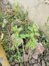意軒 枸杞苗果樹(shù)苗枸杞黑枸杞紅枸杞苗盆栽地栽果樹(shù)苗木枸杞當年結果  嘉寶果2年苗【30-50cm高】 曬單實(shí)拍圖