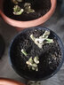 楓溢秋當年開(kāi)花卉高桿樹(shù)形樹(shù)狀大花雙色月季花苗樹(shù)狀月季花苗樹(shù)樁月季苗 紅運 1.5公分粗【品種備注】 曬單實(shí)拍圖