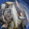 沃鼎王者神劍炮臺支架魚竿地插支架碳素釣魚架桿 2.7m大物鋁鎂款+地插 曬單實(shí)拍圖