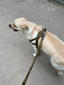 出眾者狗背帶狗狗牽引繩胸背帶狗繩小中型犬夏季狗鏈柯基柴犬邊牧遛狗繩 狼棕色（牽引繩+胸背帶） L（建議（75-110斤內(nèi)） 曬單實(shí)拍圖
