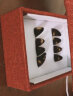 曼尔乐器古筝指甲玳瑁色成人儿童指甲生料凹槽手工打磨8片盒装 古筝配件 实拍图