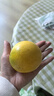 【順豐】冬蜜黃晶果 雅美果 版納特產(chǎn)高端水果 黃金果牛奶果 5斤 中果【單果100-150g】 曬單實(shí)拍圖