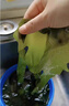 小熊船長(cháng) 冷凍裙帶菜 無(wú)沙免洗免切無(wú)需泡發(fā)火鍋食材新鮮涼拌煲湯食材 裙帶菜葉200g*5袋 曬單實(shí)拍圖