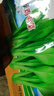 四季香菜種子芫荽庭院陽(yáng)臺(tái)種菜農(nóng)家盆栽蔬菜種籽小香菜四季可播種 香菜種子1000粒 曬單實(shí)拍圖