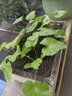 譽滿園（yumanyuan）薔薇花種子四季種子種植耐寒循環(huán)開花易活盆栽花卉種孑 鳳仙花種子100粒+肥料 曬單實拍圖