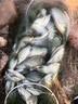 富源百川帝道秦黑坑竿8h臺釣竿飛磕竿暴力竿偷驢綜合竿輕量版高碳競技釣竿 3.9m 6H黑坑競技快魚 曬單實拍圖