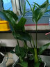 意軒天堂鳥(niǎo)鶴望蘭盆栽盆景辦公室植物大型植物盆景家居綠植 水紅 60厘米 曬單實(shí)拍圖