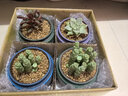 墨一【送貨上門(mén)】多肉植物帶盆大顆多肉植物盆栽組合辦公室內桌面花卉 紅背椒草塑料圓盆 帶盆栽好 曬單實(shí)拍圖