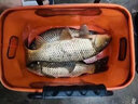 卓競碳芯大力馬飛磕線pe釣魚線主線進(jìn)口強(qiáng)拉力激光納米飛嗑子線釣魚線 9編碳芯飛磕線 30米 不起毛不分叉 2號 曬單實(shí)拍圖
