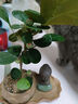 八芽盆栽小盼菩提樹植物室內(nèi)禪意盆景辦公室桌面好養(yǎng)綠植源頭直發(fā)包郵 蓮花盆菩提（禪定菩薩套裝） 曬單實(shí)拍圖