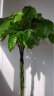 叹为观止大型植物发财树各种大颗盆栽开业乔迁客厅办公室内好养大型花卉 辫子发财树【1.2-1.4米】 含盆 实拍图
