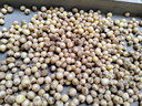 產(chǎn)地直發(fā) 四川苦藠 新鮮薤白小根2斤裝苦芥野菜野蔥頭農家自種 2斤 曬單實(shí)拍圖