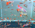 森悠（SARYOR）孔雀鱼纯种观赏鱼小型淡水好养热带鱼活体斑马金鱼繁殖 杂袍孔雀鱼30条+5条备损 实拍图