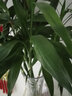看匠 牡丹吊蘭盆栽室內陽臺桌面垂吊多年生花卉綠植盆景好養(yǎng)易成活 牡丹吊蘭2盆 #79 曬單實拍圖
