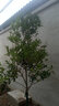 桃之美桂花樹(shù)樹(shù)苗大樹(shù)金桂盆栽四季開(kāi)花濃香型庭院耐寒銀桂花苗帶土發(fā)貨 丹桂朱砂桂樹(shù)苗 直徑【4厘米粗】帶土球 曬單實(shí)拍圖