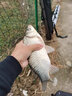 光威X8鯽魚(yú)餌四季通用廣譜餌鯉魚(yú)草魚(yú)可拉絲可搓腥香濃腥黑坑誘食 曬單實(shí)拍圖