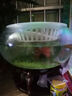 皓寵水草泥陶粒砂魚缸底砂造景裝飾沙底沙種子水草缸陶粒沙免洗不混水 水草種植泥5斤 曬單實拍圖