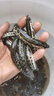 黑魚苗淡水養(yǎng)殖食用生魚苗特大好養(yǎng)耐活兇猛冷水觀賞魚烏鱧小財(cái)魚苗烏魚苗批發(fā) 優(yōu)質(zhì)黑魚苗 100條6-8cm黑魚苗加10%防損 曬單實(shí)拍圖