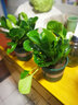中夢(mèng)碧玉盆栽室內綠植盆景豆瓣綠客廳桌面綠植常青 兩盆碧玉（加侖盆） 曬單實(shí)拍圖