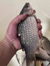 晚漁 海桿5付防纏繞鉤大力馬串鉤釣魚組串鉤線組鉛墜伊勢(shì)尼魚套裝拋竿五個(gè)鈴鐺五個(gè)鉛墜 伊勢(shì)尼5付+鈴鐺5個(gè)+10克鉛墜5個(gè) 8號(hào)伊勢(shì)尼魚鉤 曬單實(shí)拍圖