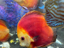 老漁匠魚(yú)缸氧氣泵增氧泵養魚(yú)家用充氧泵小型氧氣泵水族箱充氧器制氧機 【全新升級大氣量】5W+海洋之心套裝 曬單實(shí)拍圖