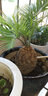 鐵樹(shù)盆栽庭院室內綠植盆栽鐵樹(shù)盆景小蘇鐵 球徑5-6厘米蘇鐵 不含盆 曬單實(shí)拍圖