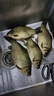 川澤袖鉤路滑專用魚鉤跑鉛子線雙鉤成品防纏繞魚線自動找底免調(diào)漂魚鉤 金海夕鉤9【線1.5-2.0】 跑鉛雙鉤10付/盒 曬單實拍圖