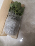 碰碰香一抹香盆栽香味植物濃香型植物驅蚊驅蟲(chóng)凈化空氣植物除異味 【碰碰香2盆】原土無(wú)盆+送肥1包 曬單實(shí)拍圖