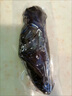 大連刺身即食海參單個(gè)裝速食非大連遼刺參海生鮮活速 1斤品嘗裝 8-18只/1斤 曬單實(shí)拍圖