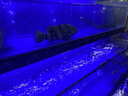 魚(yú)小森海鮮池商用制冷機一體超市飯店專(zhuān)用魚(yú)池海鮮魚(yú)缸海鮮缸貝類(lèi)池定制 1.0x0.95x1.65m 魚(yú)小森?P3 基礎款24h活氧循環(huán)過(guò)濾燈光系統 曬單實(shí)拍圖