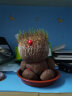 嘉瑰长草娃娃浇水草头娃娃可爱迷你植物小盆栽幼儿园儿童创意礼物水培 小兔子（2件）+托盘 实拍图