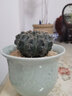 仙人球實(shí)生多肉植物仙人球仙人掌會(huì )開(kāi)花一物一拍小盆栽套餐 士童3.4厘米 裸根不帶土 曬單實(shí)拍圖