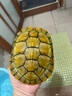 富龜龜寶巴西龜小烏龜活物寵物龜家養活體長(cháng)壽金錢(qián)金龜情侶黃金招財巴西龜 13-15厘米 單身烏龜1只+3包共105g高鈣龜糧 曬單實(shí)拍圖