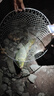 化氏化氏 一窩瘋魚餌鯉魚鯽魚綜合餌谷物奶香野釣大鯽魚黑坑餌料 化氏一窩瘋350g【2包】 曬單實拍圖