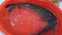 美人魚(yú)（Mermaid） 釣具綁好子線雙鉤仕掛成品線組魚(yú)線-伊勢(shì)尼刺魚(yú)鉤全套組合多功能 伊勢(shì)尼刺3號(hào)魚(yú)鉤子線1.0 曬單實(shí)拍圖