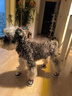 嬉皮狗（hipidog）狗狗鞋子秋冬季小型犬防臟不掉腳外出腳套泰迪比熊寵物鞋套防水鞋 邁洛灰 XL 建議體重13-17斤 曬單實(shí)拍圖