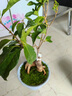 四季桂花盆景日香桂盆栽月桂室內樹(shù)苗天香臺閣花卉紅日香四季開(kāi)花 四季桂-四季開(kāi)花 中盆不含盆高度40厘米 曬單實(shí)拍圖