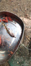 無上佳品 管付伊勢(shì)尼歪嘴魚鉤散裝魚鉤帶圈有倒刺海釣魚鉤帶孔魚鉤 50枚 13號(hào) 曬單實(shí)拍圖