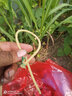 享麗萊彈弓魚(yú)鏢打魚(yú)金屬漁輪打漁捕魚(yú)彈弓射魚(yú)器釣魚(yú)輪獵魚(yú) 黑鯊入門(mén)套裝 曬單實(shí)拍圖