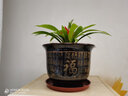 【帶花發(fā)貨】鴻運(yùn)當(dāng)頭紅星鳳梨花卉綠植水養(yǎng)盆栽室內(nèi)四季開花水培 鴻運(yùn)當(dāng)頭送藍(lán)色早安盆 曬單實(shí)拍圖